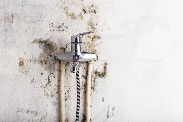 Best Mold Testing  in Albany, WI